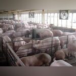 Congress May Roll Back Farm Animal Welfare Rules