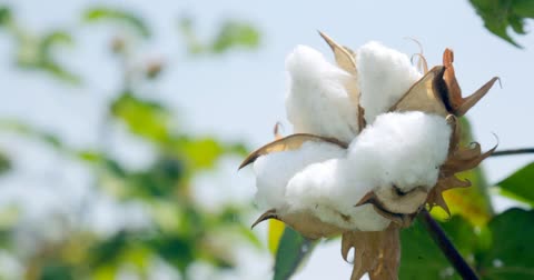 USDA Launches Great American Cotton Plan
